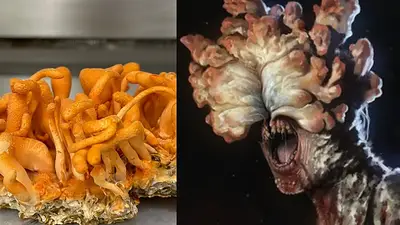 Cuál es el caso de infección por el mismo hongo que generó la pandemia en The Last of Us. Hongo de The Last of Us en la vida real. Araña infectada. Cuál es el caso de infección por el mismo hongo que generó la pandemia en The Last of Us. Hongo de The Last of Us en la vida real. Araña infectada.