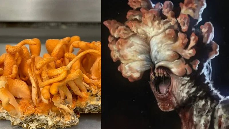 Cuál es el caso de infección por el mismo hongo que generó la pandemia en The Last of Us. Hongo de The Last of Us en la vida real. Araña infectada.