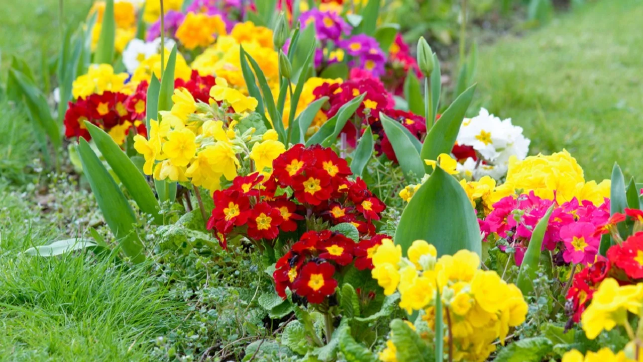 Flores