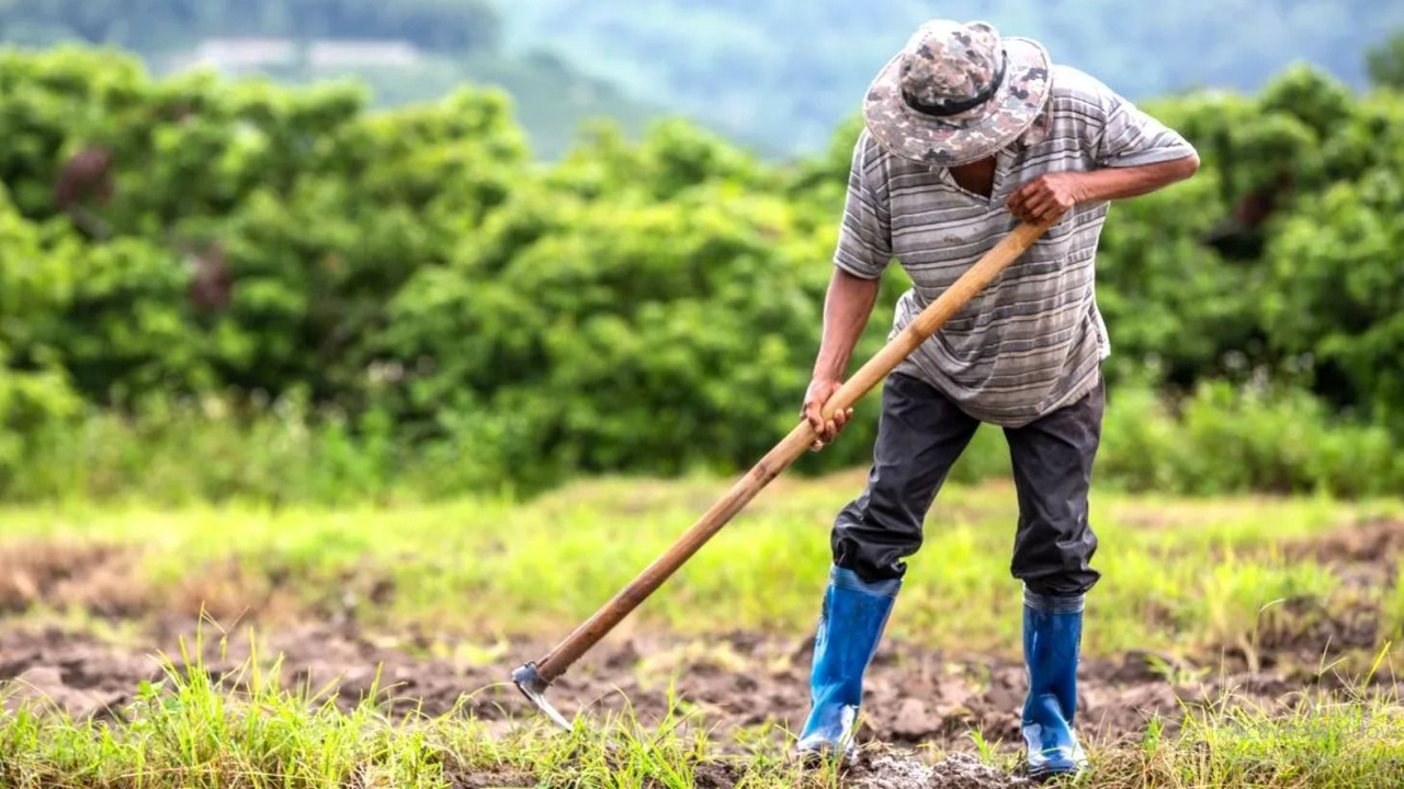Trabajadores rurales