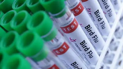 El estado brasileño de Tocantins descarta la gripe aviar en bandadas comerciales El estado brasileño de Tocantins descarta la gripe aviar en bandadas comerciales