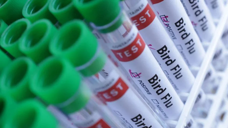 El estado brasileño de Tocantins descarta la gripe aviar en bandadas comerciales