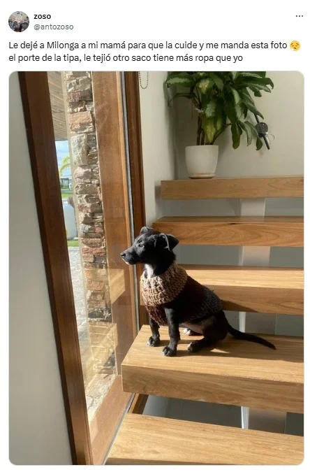 perros, perro, mascota, ropa