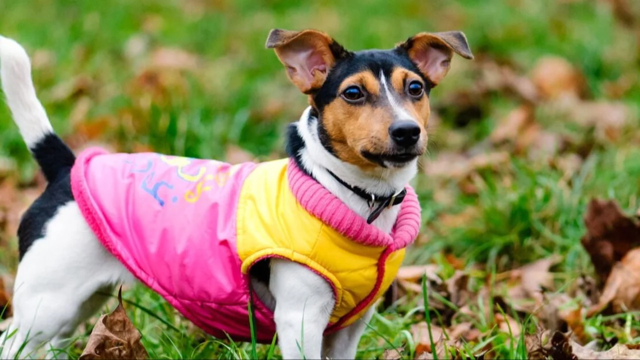 perros, perro, mascota, ropa