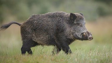 Santa Fe: lo confundieron con un jabalí y lo mataron de un tiro mientras cazaba