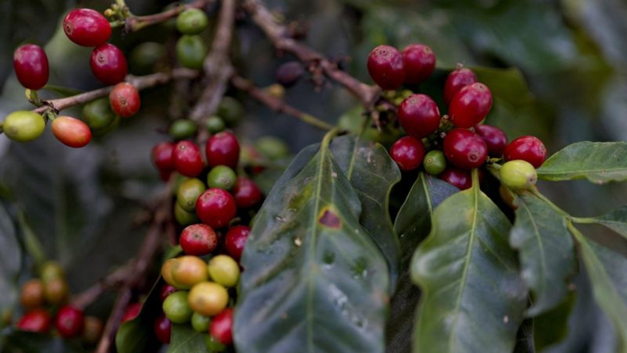 Colombia prevé cosecha de 15 millones de sacos de café para año año cafetero 2024-2025
