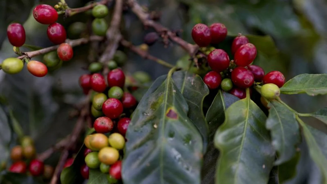 Colombia prevé cosecha de 15 millones de sacos de café para año año cafetero 2024-2025
