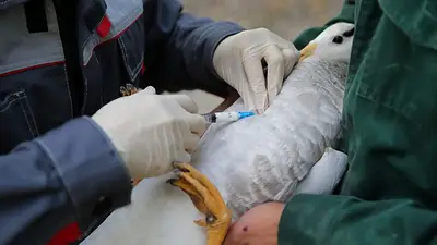 Organismo de sanidad animal dice que vacunas son necesarias para proteger a las personas y al comercio Organismo de sanidad animal dice que vacunas son necesarias para proteger a las personas y al comercio