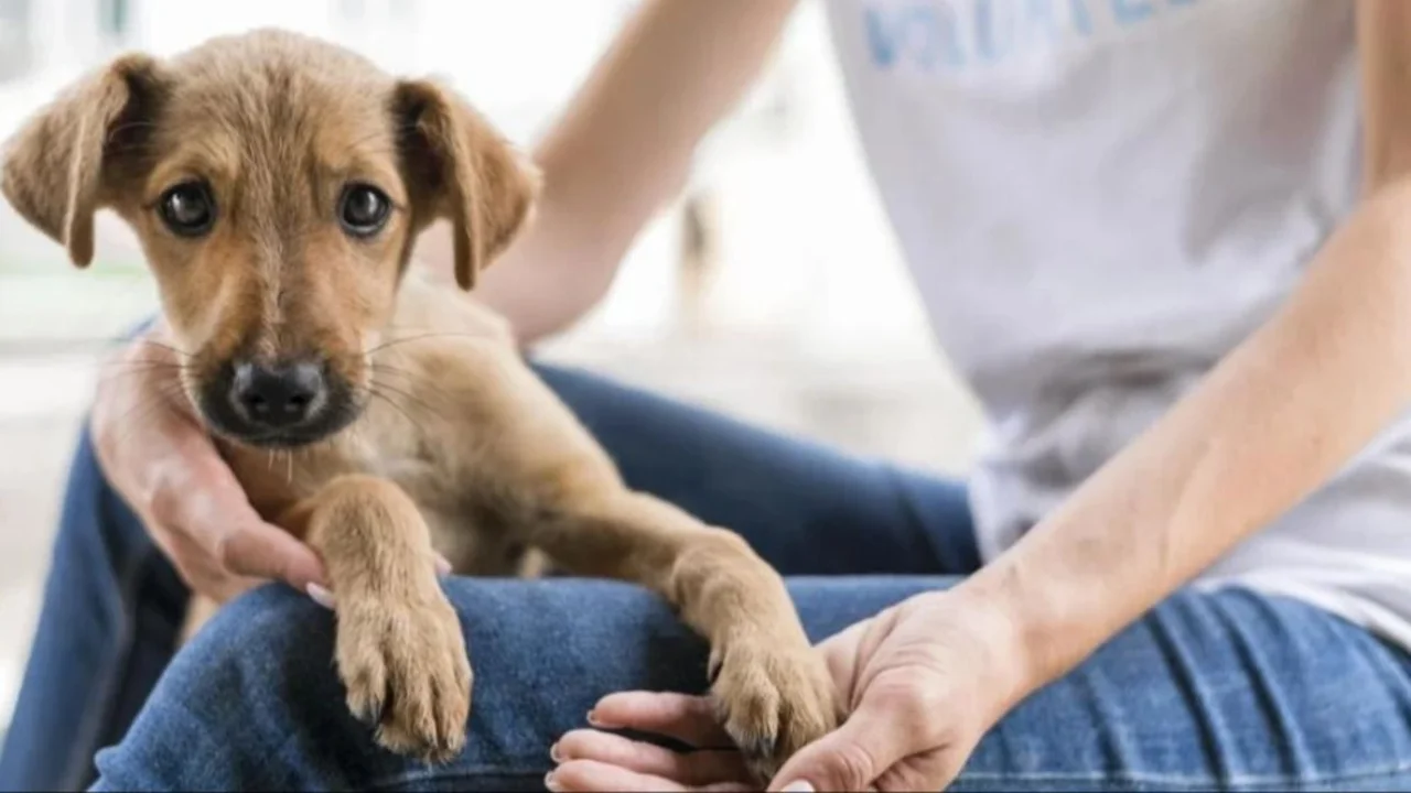 La Rioja lanzó el registro voluntario para proteger a animales víctimas de violencia: cómo inscribirse