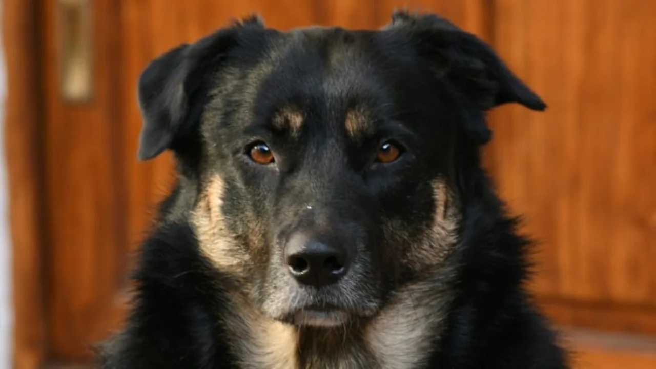 Perro.