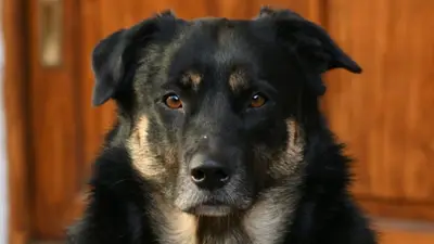"Se hace el hijo de Dios": denuncian a un pastor evangélico por matar a un perro al que acusaba de romper bolsas de basura "Se hace el hijo de Dios": denuncian a un pastor evangélico por matar a un perro al que acusaba de romper bolsas de basura