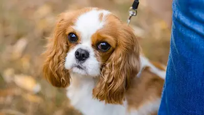 Cavalier King Charles Spaniel Cavalier King Charles Spaniel