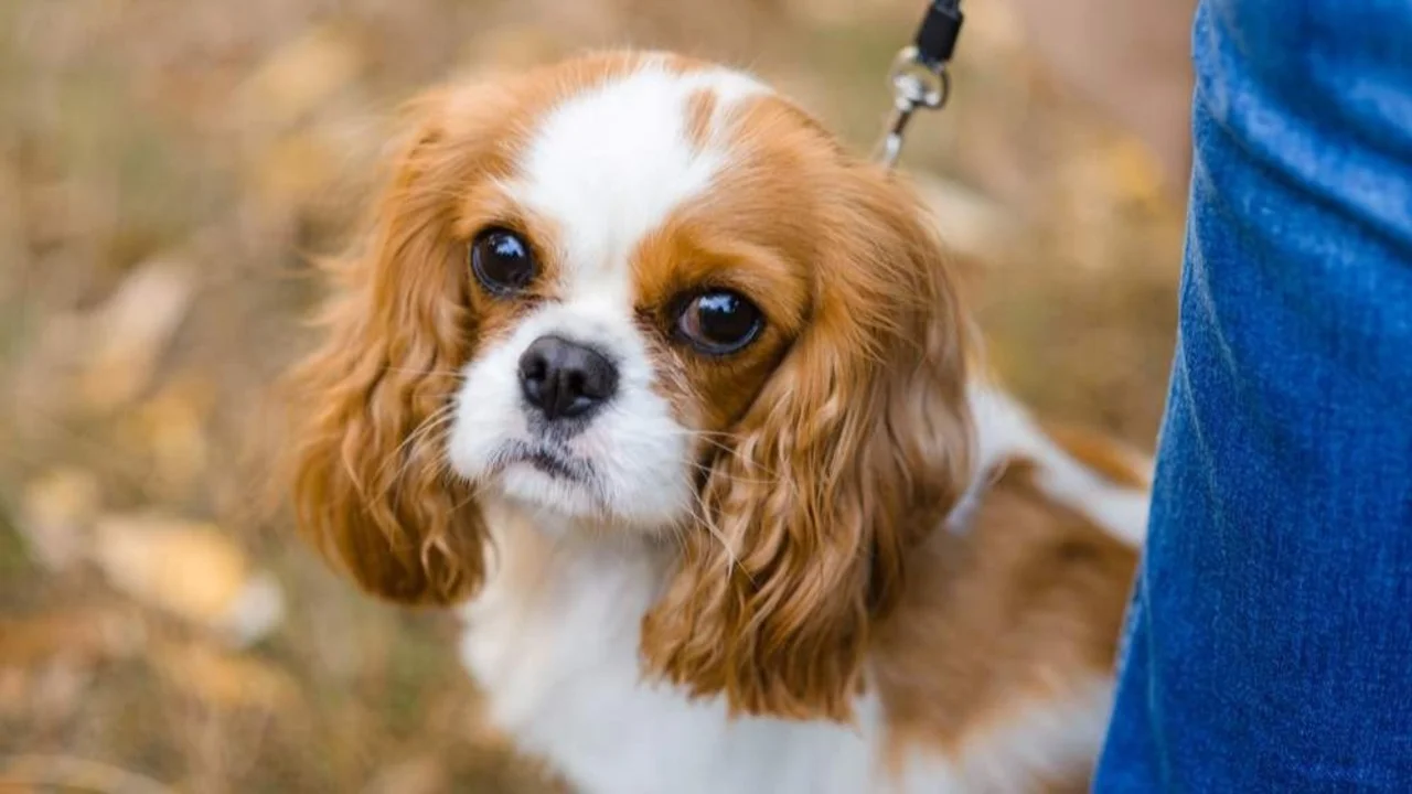 Cavalier King Charles Spaniel