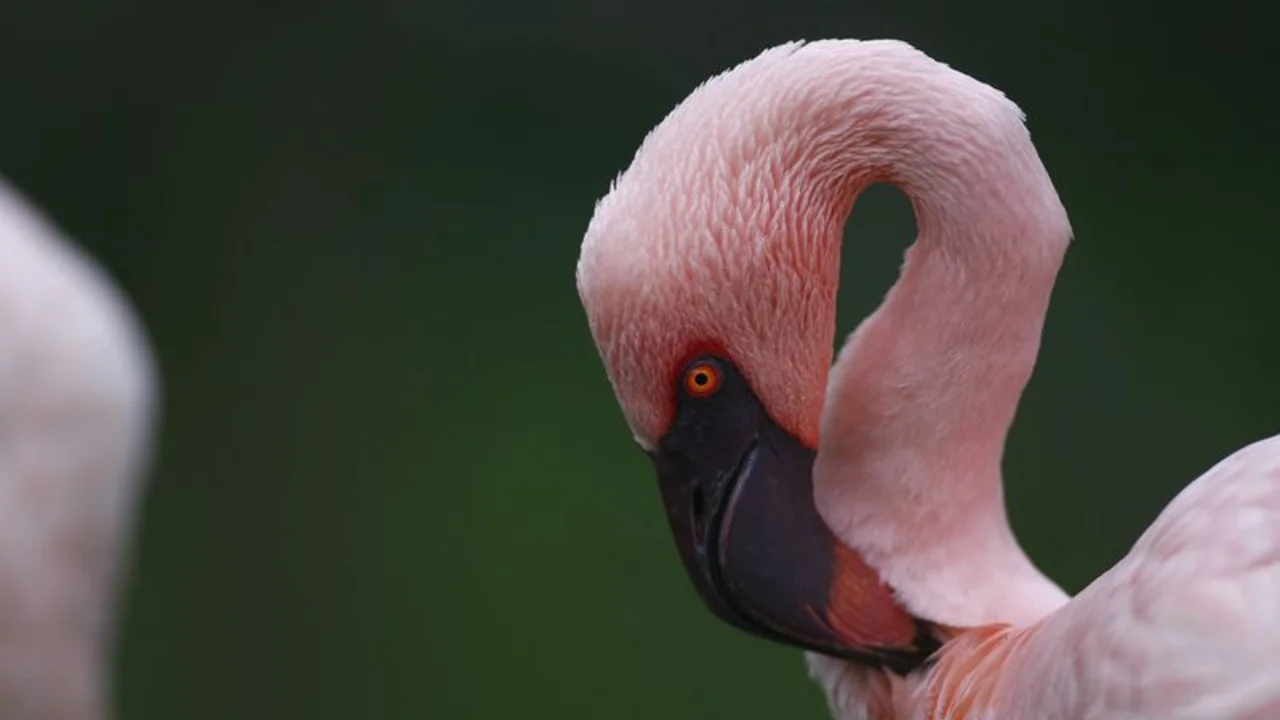 Los flamencos enanos pierden un sitio de cría en África a causa de las aguas residuales