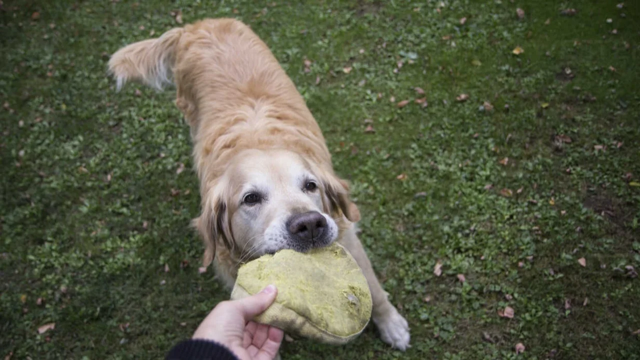 Perro jugando