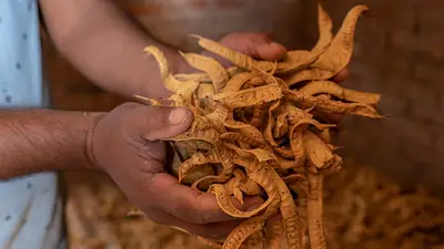 Harina de algarroba: un proyecto riojano que construye identidad local a través de los cultivos Harina de algarroba: un proyecto riojano que construye identidad local a través de los cultivos