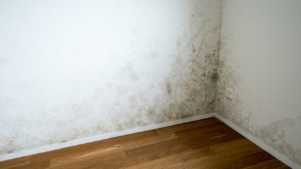 Pared con humedad