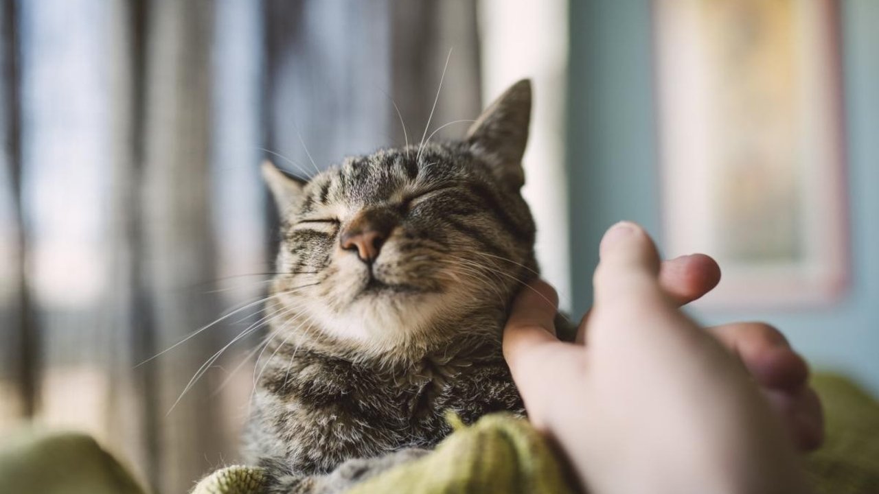 Gato mimoso.