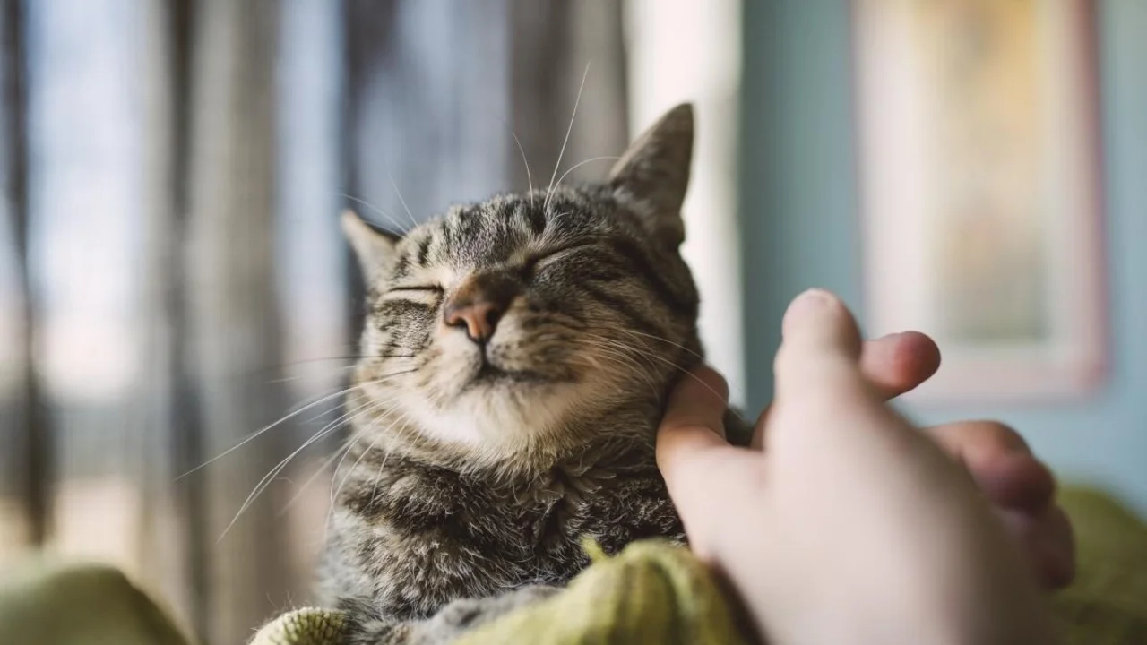 Gato mimoso.