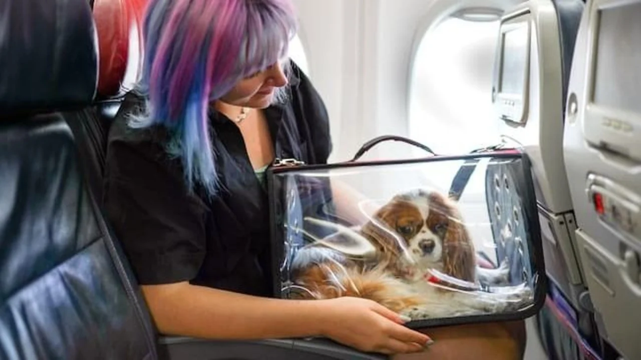 perro, perros, mascotas, avión, vuelos de avión