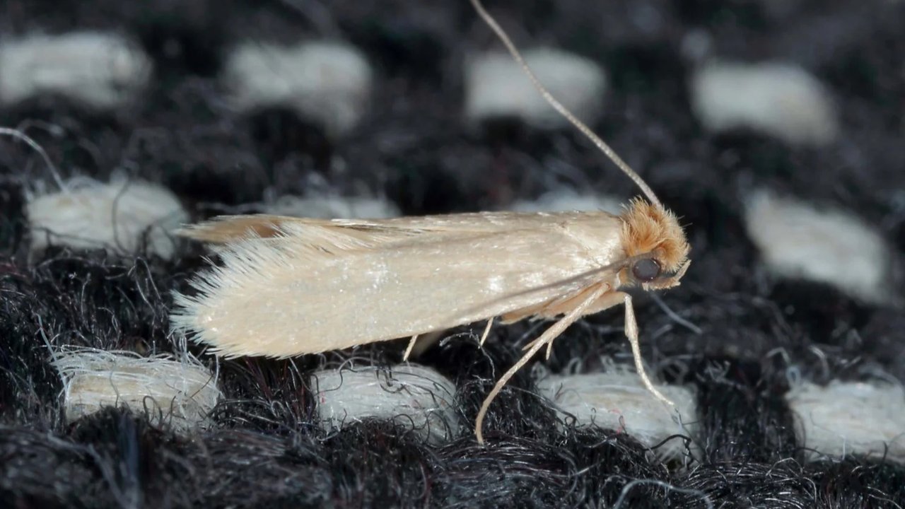 Polilla