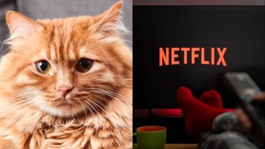 Fenómeno impensado: las 2 películas con gatos aptas para todo público que no salen del Top 10 de Netflix