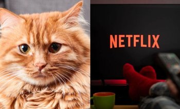 Las 2 películas con gatos que no salen del Top 10 de Netflix | Cine