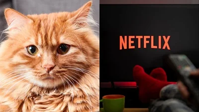 Netflix. Netflix.