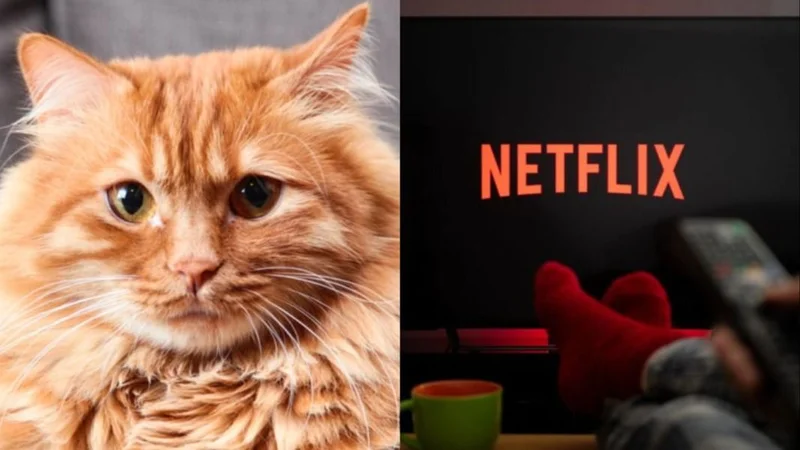 Netflix.