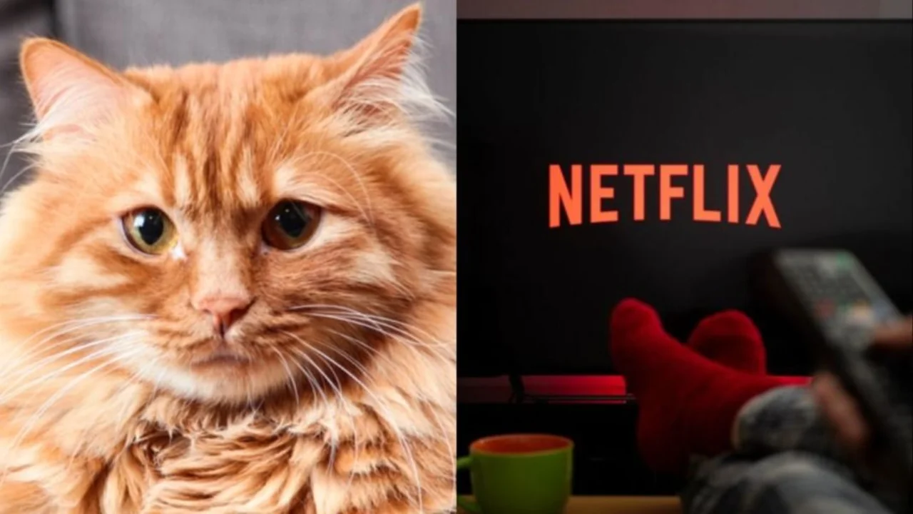 Netflix.