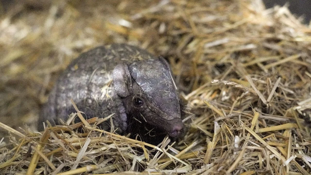 Un pequeño tatú bola fue abandonado en la calle y ahora encontró un nuevo hogar en Temaikén