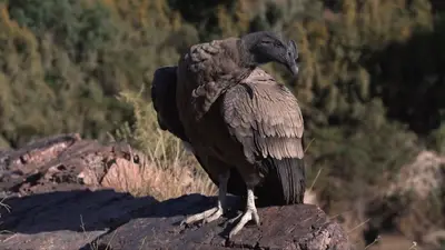 Cóndor Cóndor