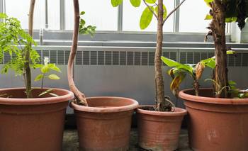 No hace falta un jardín: los 5 mejores árboles para cultivar en maceta | Hogar
