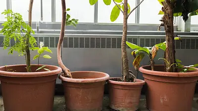 Plantas Plantas