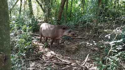 El animal que volvería a la selva tucumana después de 50 años: buscan declararlo Monumento Natural Provincial El animal que volvería a la selva tucumana después de 50 años: buscan declararlo Monumento Natural Provincial