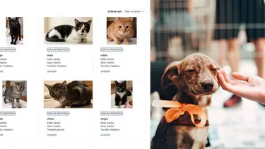 Cómo funciona Animales BA: la web para adoptar, reportar y gestionar servicios de mascotas