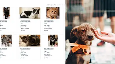 Cómo funciona Animales BA: la web para adoptar, reportar y gestionar servicios de mascotas Cómo funciona Animales BA: la web para adoptar, reportar y gestionar servicios de mascotas
