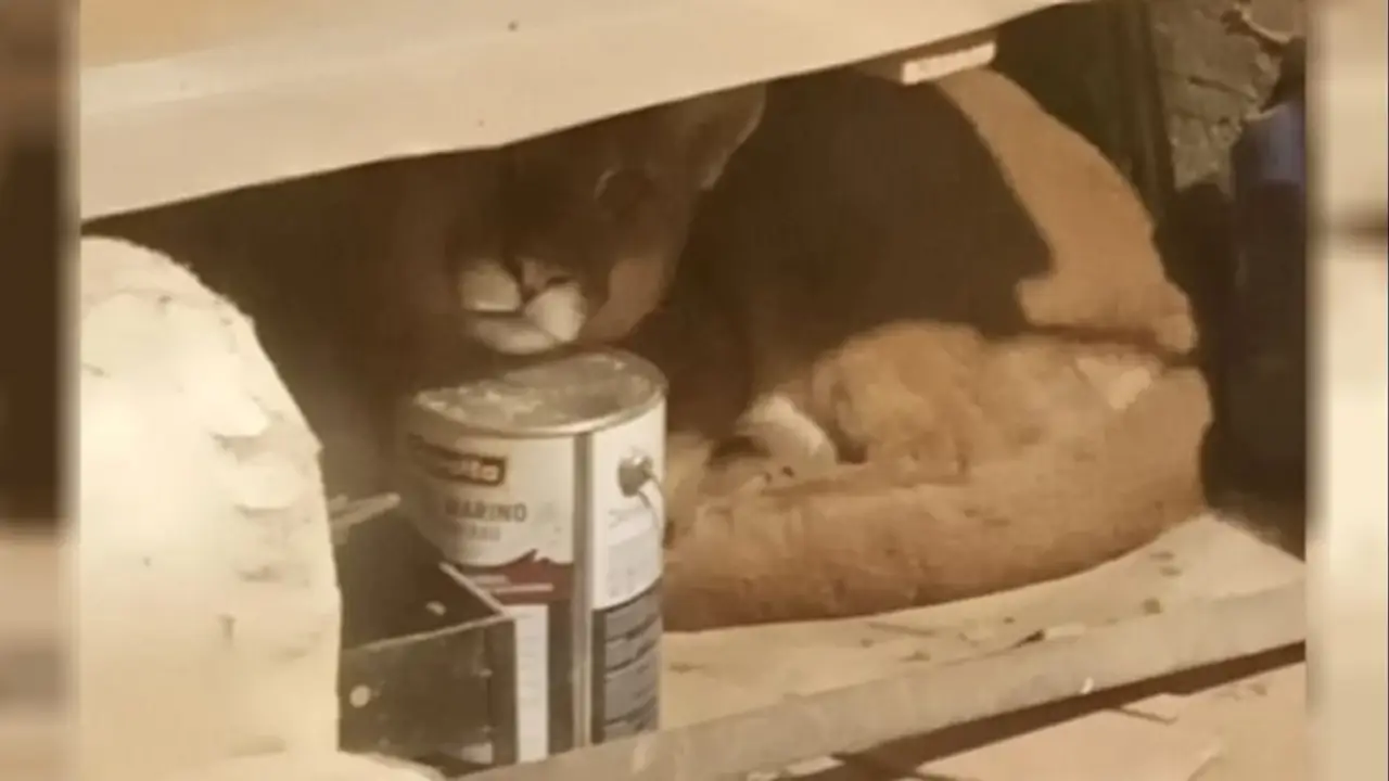Un puma ingresó a una casa en Bariloche y tuvieron que realizar un operativo para su rescate