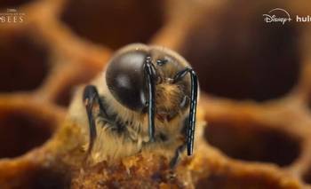 De qué trata "Secretos de las abejas", la serie de 2 capítulos que es tendencia | Disney+