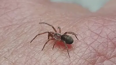 Pikelinia floydmuraria. Pikelinia floydmuraria.