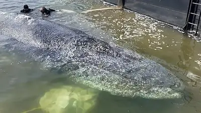 Ballena Ballena
