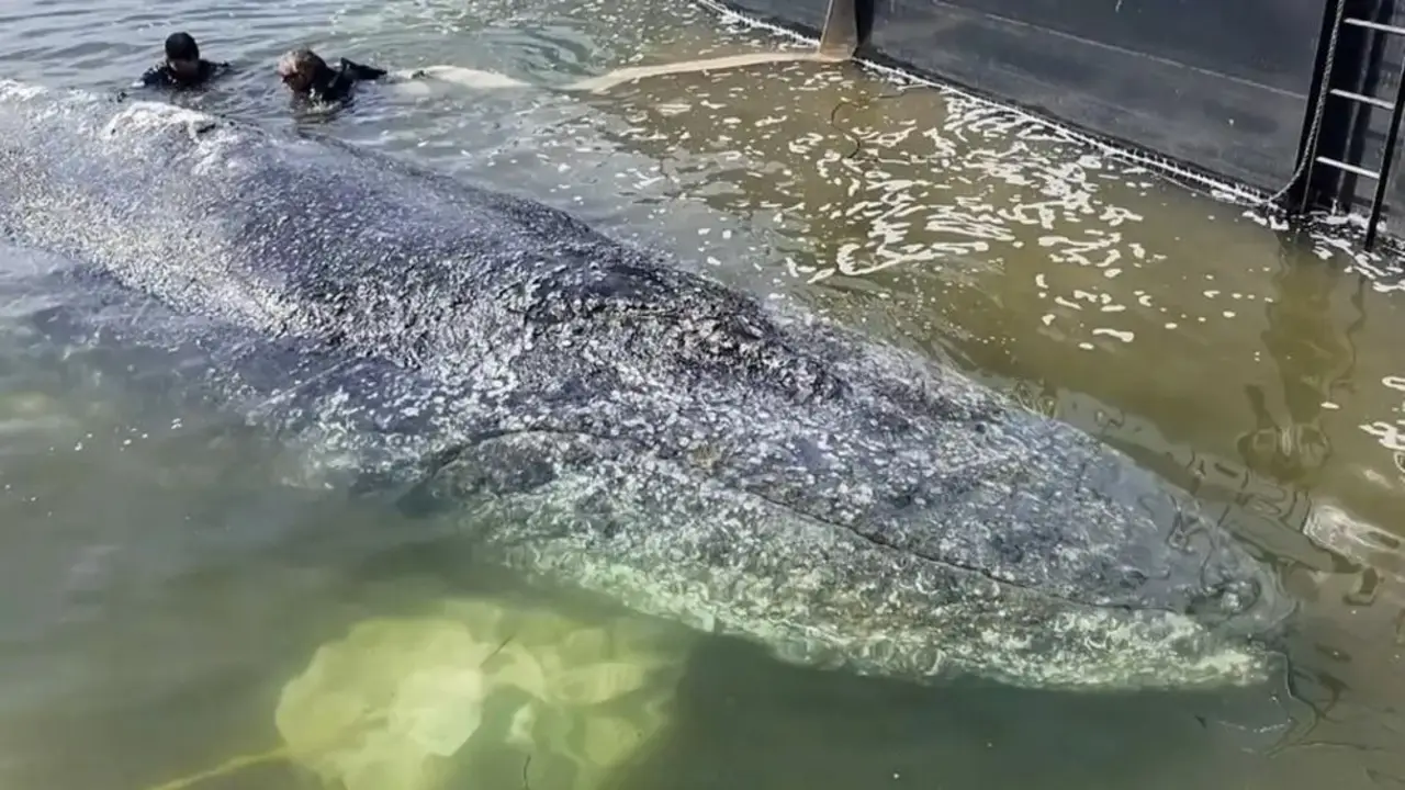 Ballena