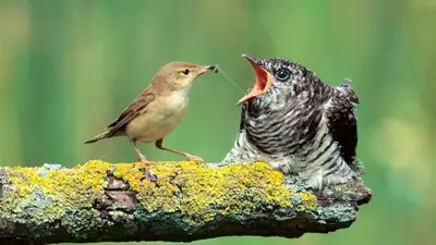 Aves Aves