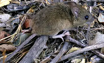 Hantavirus en el crucero: la Argentina transita un brote que originó una alerta sanitaria | Ciencia 