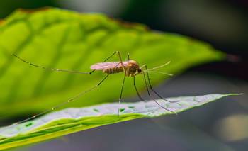 Chau a los mosquitos: 5 plantas que los ahuyentan y son perfectas para el balcón | Mosquitos
