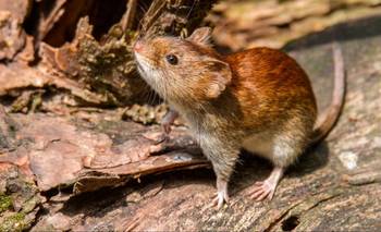 Hantavirus y el "riesgo marginal": infectólogos descartan contagio masivo | Hantavirus
