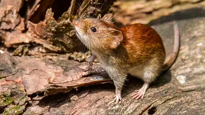 Hantavirus en el crucero: infectólogos descartan contagio masivo entre personas por ahora y hablan de riesgo “marginal” Hantavirus en el crucero: infectólogos descartan contagio masivo entre personas por ahora y hablan de riesgo “marginal”