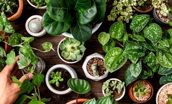 Las señales silenciosas de tu planta que no deberías ignorar | Hogar