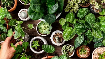 Plantas Plantas