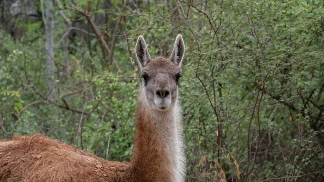 Guanaco